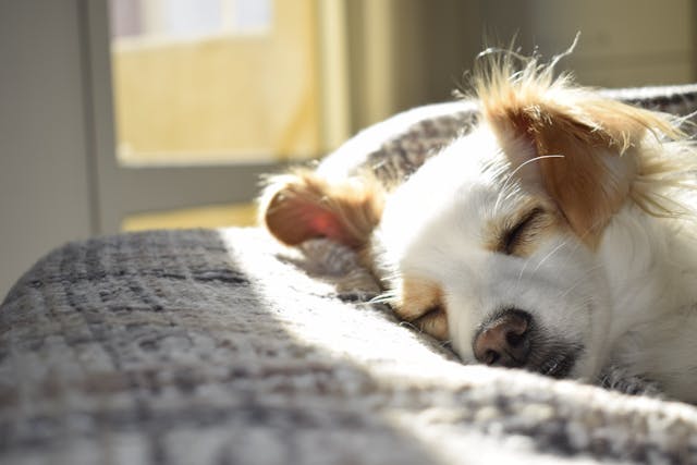 dog sleeping on grey bed